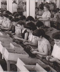[Καπνά, φωτογραφία]: [Γυναίκες εργάζονται στην επεξεργασία καπνών], ασπρόμαυρη, φωτογράφος: Σωκράτης Ιορδανίδης * Θεσσαλονίκη, διαστάσεις 23Χ17