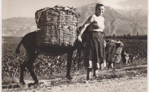 [Καπνά, φωτογραφία]: [Γυναίκα μεταφέρει καπνά], δίπτυχη φωτοκάρτα, ασπρόμαυρη,  διαστάσεις 17Χ11.5