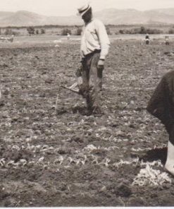 [Καπνά, φωτογραφία]: [Δύο γυναίκες και ένας άντρας δουλεύουν σε καπνοχώραφο], δίπτυχη φωτοκάρτα, ασπρόμαυρη,  διαστάσεις 17Χ11.5