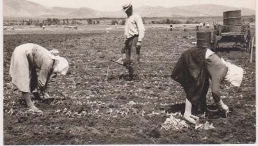 [Καπνά, φωτογραφία]: [Δύο γυναίκες και ένας άντρας δουλεύουν σε καπνοχώραφο], δίπτυχη φωτοκάρτα, ασπρόμαυρη,  διαστάσεις 17Χ11.5