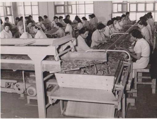 [Καπνά, φωτογραφία]: [Γυναίκες εργάζονται στην επεξεργασία καπνών], ασπρόμαυρη, Socrates M. Jordanidis [φωτογράφος: Σωκράτης Ιορδανίδης * Θεσσαλονίκη], διαστάσεις 23Χ17