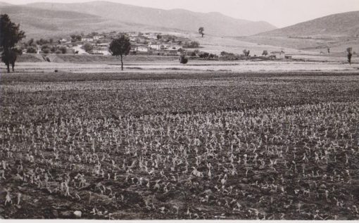 [Καπνά, φωτογραφία]: [Καπνοχώραφο, πιθανόν στην Βόρεια Ελλάδα], ασπρόμαυρη, Socrates M. Jordanidis [φωτογράφος: Σωκράτης Ιορδανίδης * Θεσσαλονίκη], διαστάσεις 23Χ15