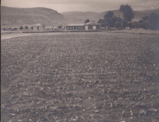 [Καπνά, φωτογραφία]: [Καπνοχώραφο πιθανόν στην Βόρεια Ελλάδα], ασπρόμαυρη, διαστάσεις 29Χ22.5 [φαίνεται από μία "γραμμή" στο πίσω μέρος ότι χρησιμοποιήθηκε σε έκθεση για τα καπνά]