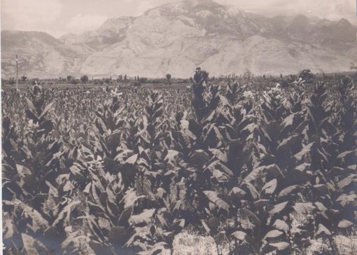 [Καπνά, φωτογραφία]: [Καπνοχώραφο πιθανόν στην Βόρεια Ελλάδα], ασπρόμαυρη, διαστάσεις 29Χ22.5 [φαίνεται από μία "γραμμή" στο πίσω μέρος ότι χρησιμοποιήθηκε σε έκθεση για τα καπνά]