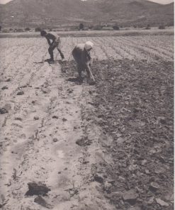 [Καπνά, φωτογραφία]: [Άνδρας και Γυναίκα δουλεύουν σε καπνοχώραφο, πιθανόν, στην Βόρεια Ελλάδα], ασπρόμαυρη, διαστάσεις 21.5Χ28 [φαίνεται από μία "γραμμή" στο πίσω μέρος ότι χρησιμοποιήθηκε σε έκθεση για τα καπνά]