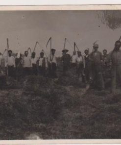 [Γεωργικά]: Φωτογραφία, ασπρόμαυρη [σκοτεινή], διαστάσεις 14Χ9, αποκομμένο ελάχιστο τμήμα από την πάνω αριστερή γωνία, στο πίσω μέρος σημειώνεται με μολύβι: "Ενθύμιον Κτηνοτροφικού Σταθμού Γεωργικής Σχολής Θεσσαλονίκης * Κατά το έτος 1935"