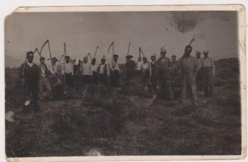 [Γεωργικά]: Φωτογραφία, ασπρόμαυρη [σκοτεινή], διαστάσεις 14Χ9, αποκομμένο ελάχιστο τμήμα από την πάνω αριστερή γωνία, στο πίσω μέρος σημειώνεται με μολύβι: "Ενθύμιον Κτηνοτροφικού Σταθμού Γεωργικής Σχολής Θεσσαλονίκης * Κατά το έτος 1935"