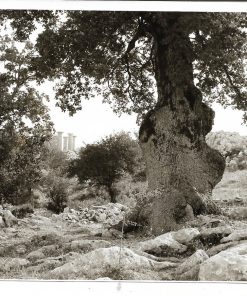 [Ναός του Απόλλωνα στη Φιγαλεία]. "Πως φαίνεται ο ναός του Απόλλωνα από τους οδοιπόρους εκ Φιγαλείας όταν φτάνουν στο τέλος της τρίωρης πορείας", ασπρόμαυρη φωτογραφία, διαστάσεις 18Χ13cm