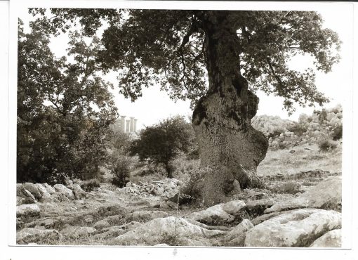[Ναός του Απόλλωνα στη Φιγαλεία]. "Πως φαίνεται ο ναός του Απόλλωνα από τους οδοιπόρους εκ Φιγαλείας όταν φτάνουν στο τέλος της τρίωρης πορείας", ασπρόμαυρη φωτογραφία, διαστάσεις 18Χ13cm